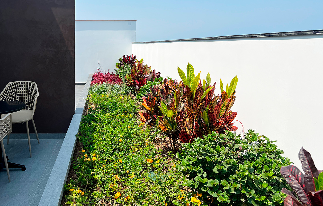 Reverdece-Proyecto Zante